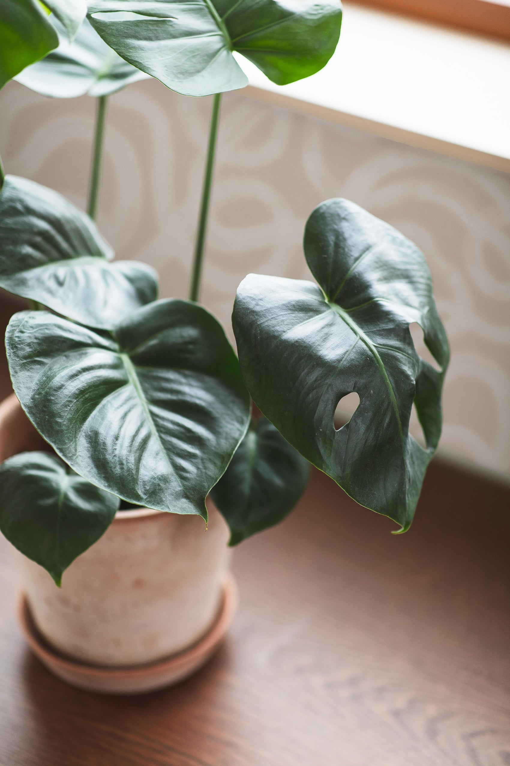 Beige Abstract - BS34-0147 - Image6 - Graphic - 4734