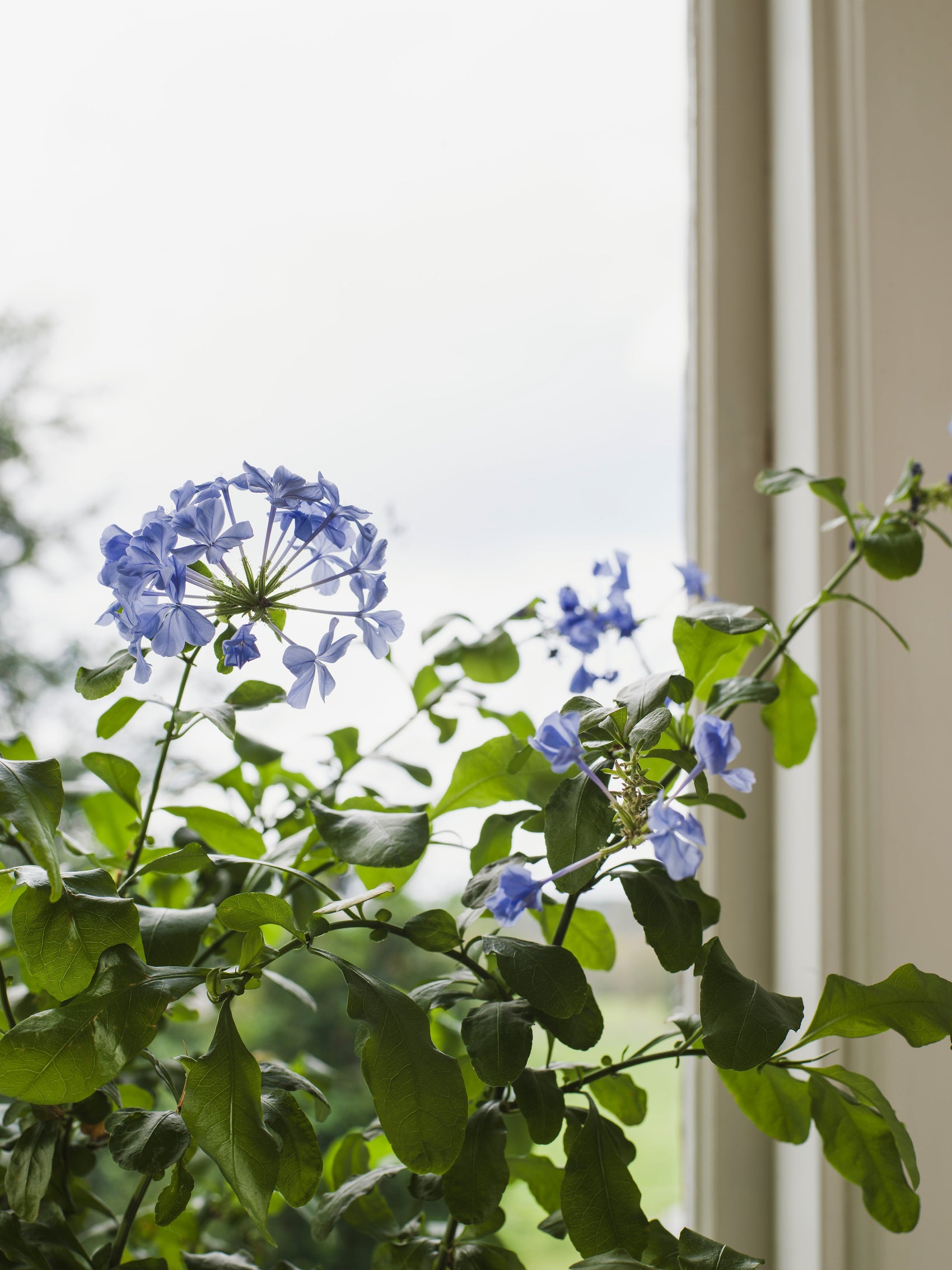 Blauw Botanisch - BS17-0157 - Image5 - Orangeri - 5717