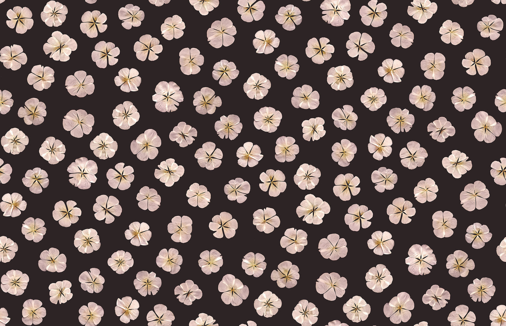 Witte Bloemen Roze BS5W-2954