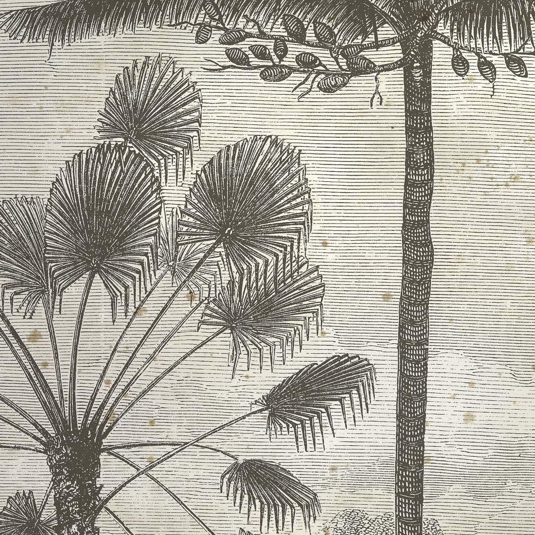 Zuid-Amerikaanse jungle met palmbomen NH250002