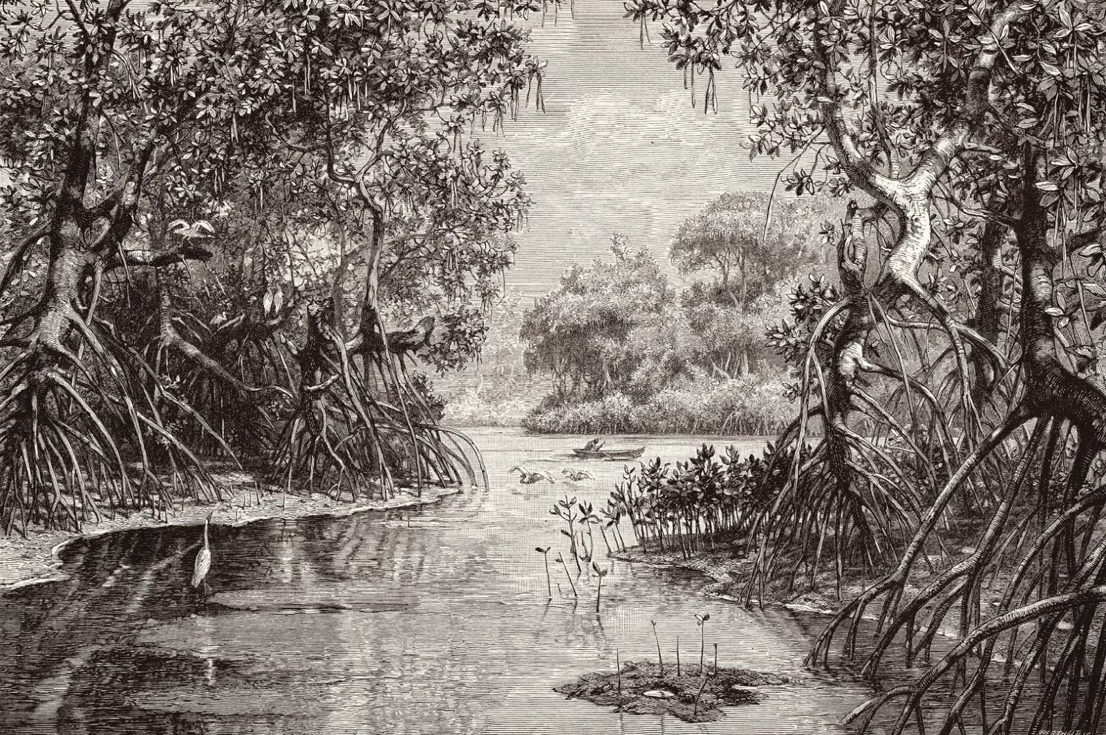 Mangrovebos NH250005