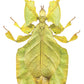 Wandelend blad NH250011