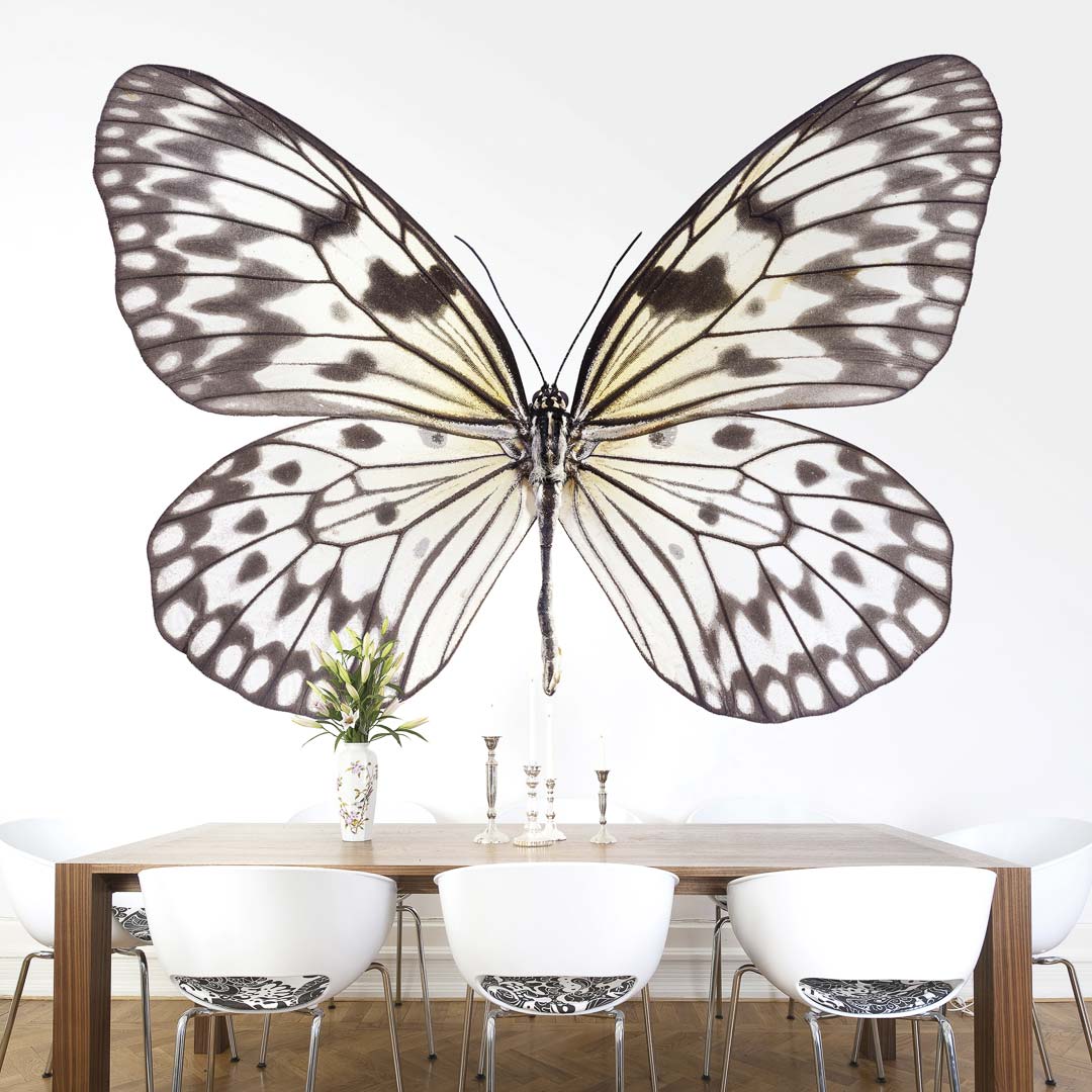 Idea Leuconoe NH250015