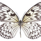Idea Leuconoe NH250015