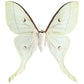 Indiase maanvlinder NH250016