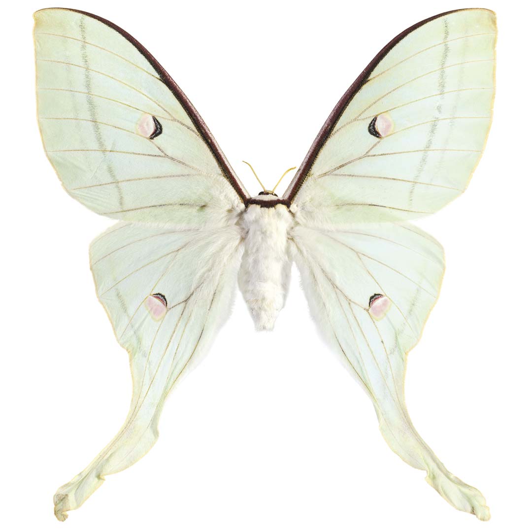 Indiase maanvlinder NH250016