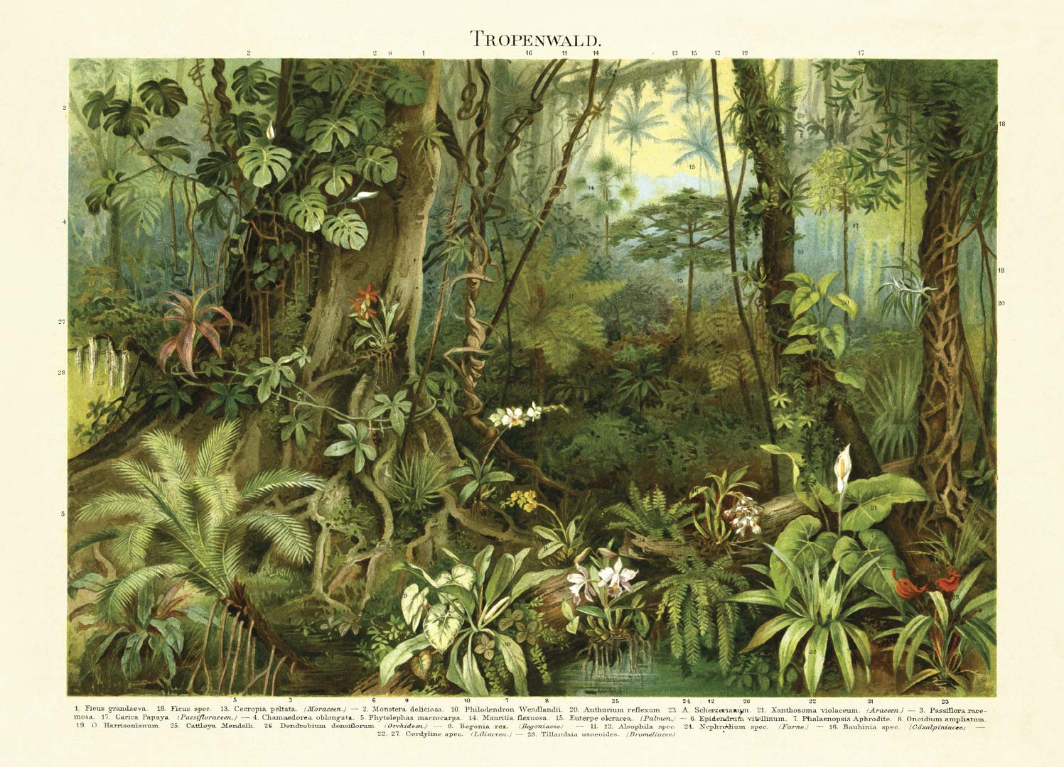 Tropisch regenwoud NH250017