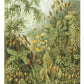 Haarmos door Ernst Haeckel NH250018