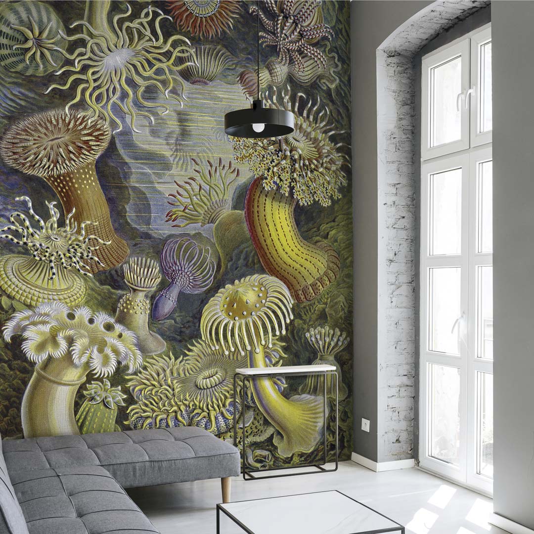 Zee-anemonen door Ernst Haeckel NH250020