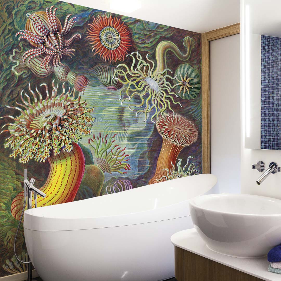 Zee-anemonen door Ernst Haeckel NH250020