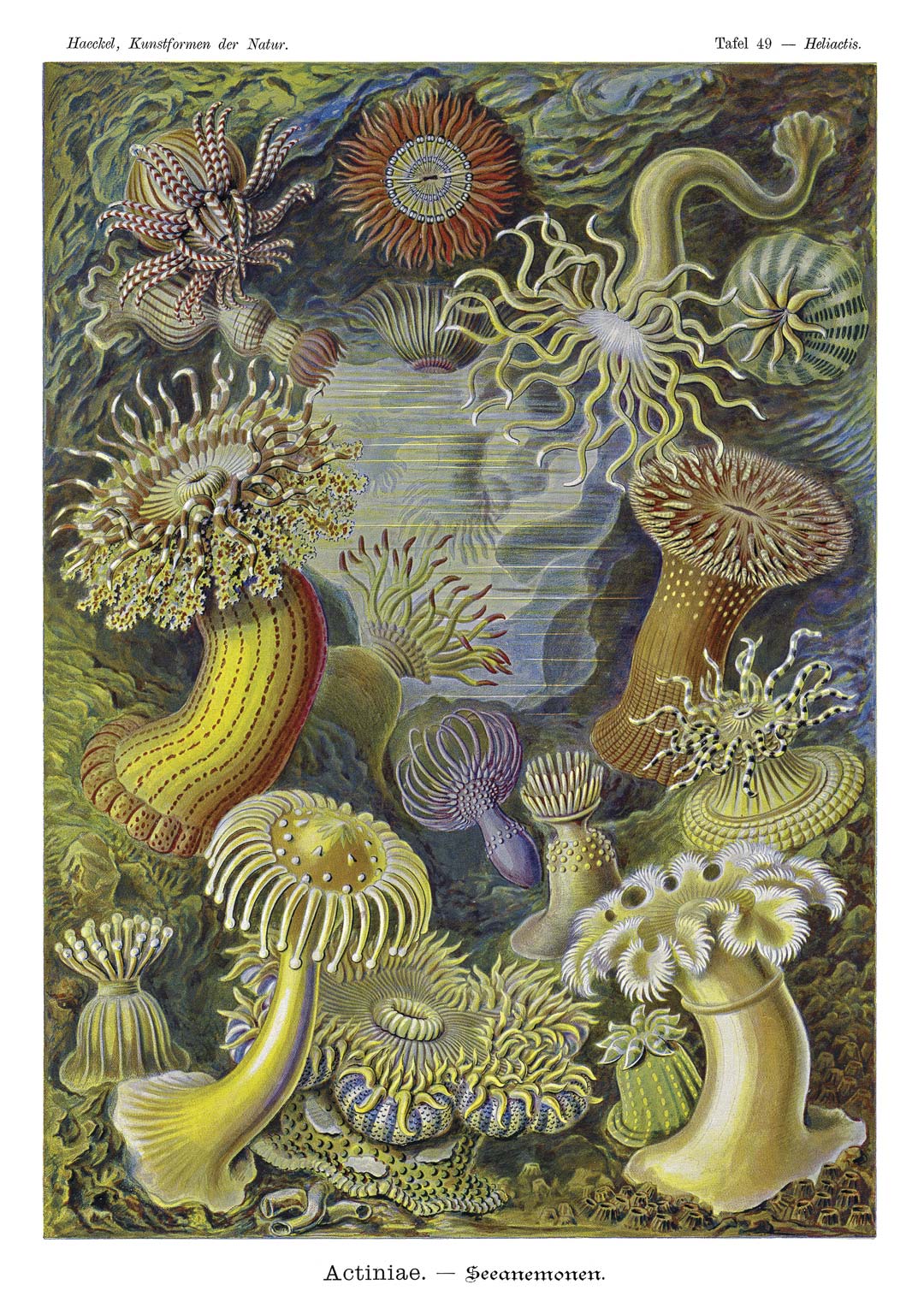 Zee-anemonen door Ernst Haeckel NH250020