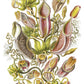 Bekerplant NH250025