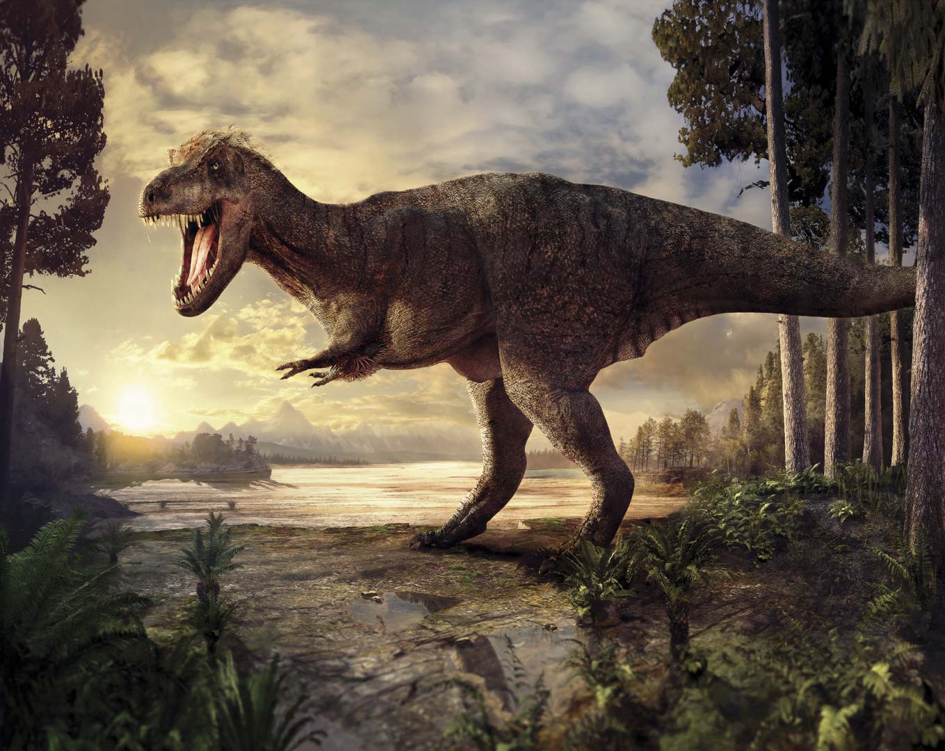 Tyrannosaurus rex (T.rex) NH250028