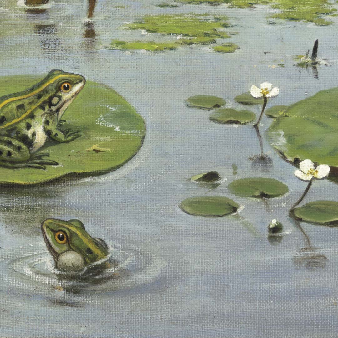 Naardermeer NH250066