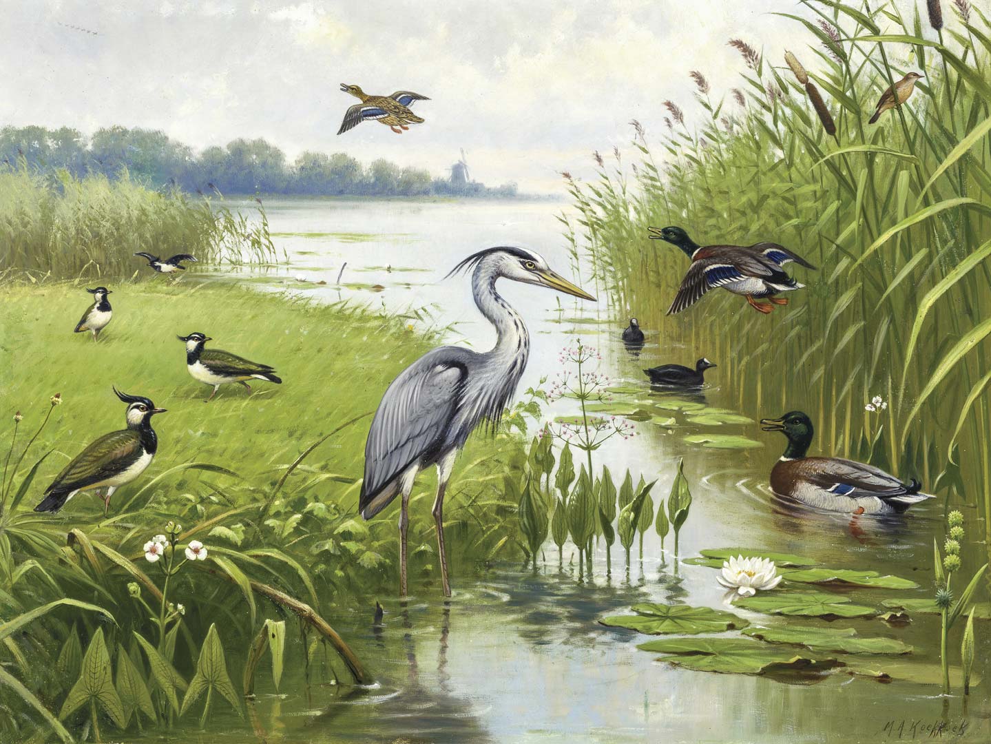 Water- en weidevogels NH250074
